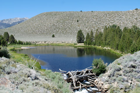 Dynamo Pond on Green Creek, Mono County, California